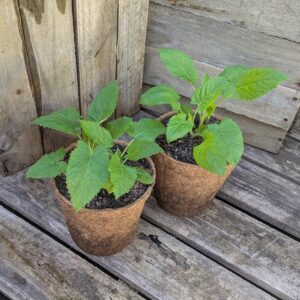 Jupiter's Distaff - Salvia glutinosa