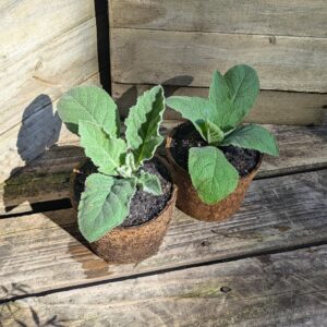 Mullein - Verbascum thapsus