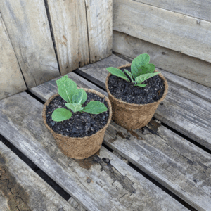 Mullein - Verbascum thapsus