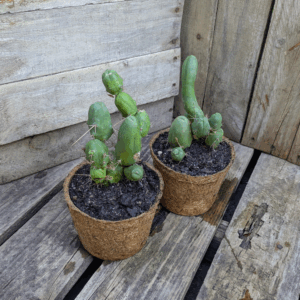 Penis Plant - Trichocereus bridgesii v. monstrose