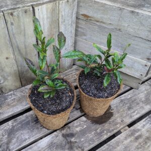 Tea Plant (Pink Flower) - Camellia sinensis 'rosea'