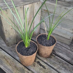 Vetiver Grass - Chrysopogon zizanioides