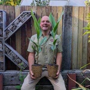 Black Turmeric - Curcuma caesia