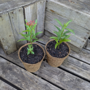 Pleurisy Root - Asclepias tuberosa