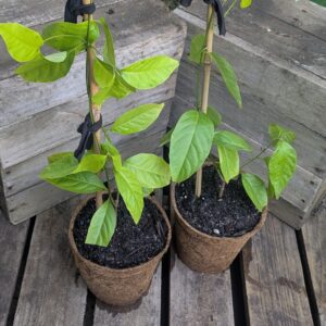 Ayahuasca Vine - Banisteriopsis caapi