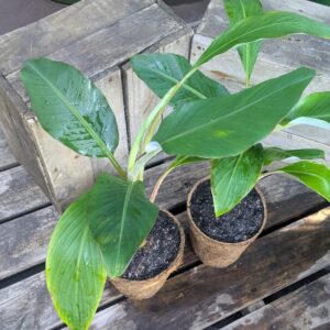 Banana - Musa acuminata x balbisiana 'Blue Java'