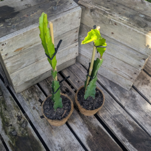 Dragon Fruit 'CFA Red'