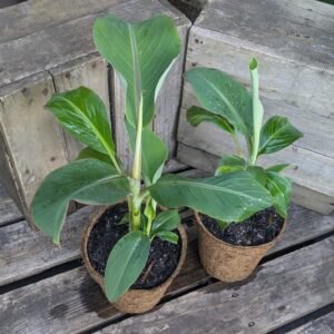 Banana - Musa acuminata x balbisiana 'Dwarf Ducasse'