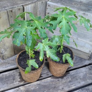 Paw Paw - Carica papaya 'Dwarf Red Lady'