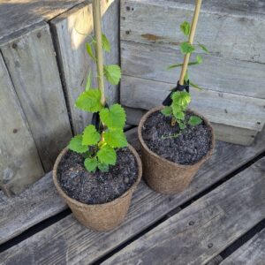 Golden Hops - Humulus lupulus 'Aureus'