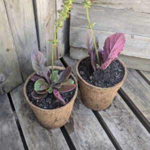 Lyre-Leaf Sage - Salvia lyrata