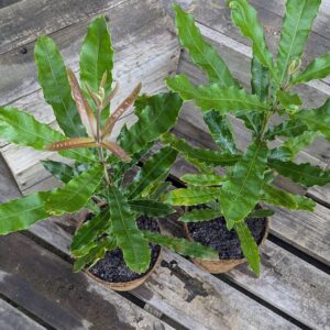 Macadamia - Macadamia integrifolia