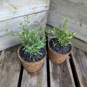 Maroon Bush - Scaevola spinescens