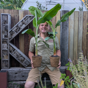Banana - Musa acuminata 'Dwarf Lady Finger'