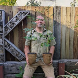 Moringa - Moringa oleifera