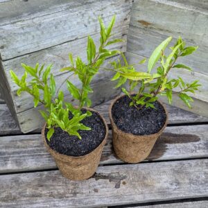 Pomegranate - Punica granatum 'Gulosha Azerbaijani'