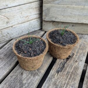 Saffron Crocus - Crocus sativus