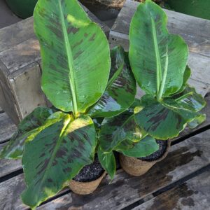 Banana - Musa acuminata 'Super Dwarf Cavendish'