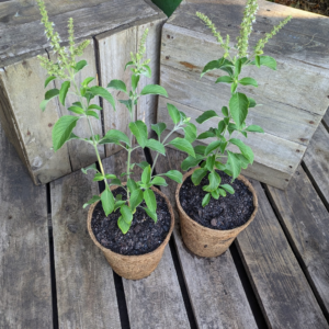 Vana Tulsi - Ocimum gratissimum