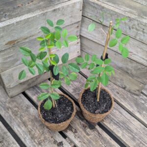 Blue Butterfly Pea - Clitoria ternatea