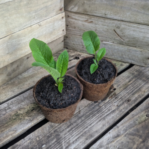 Comfrey - Symphytum x uplandicum 'Bocking 14'