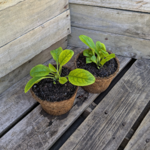Comfrey - Symphytum x uplandicum 'Bocking 14'