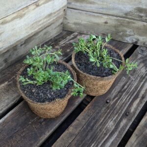 Purslane - Portulaca oleracea