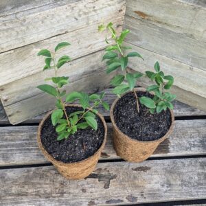 Sloe Berry - Prunus spinosa