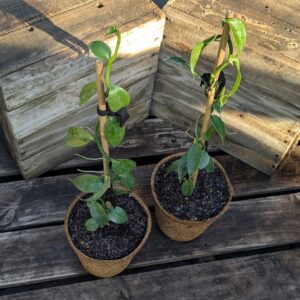 Vanilla Bean - Vanilla planifolia