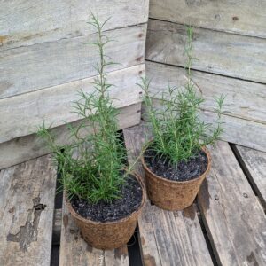 Rosemary - Salvia rosmarinus 'Benenden Blue'