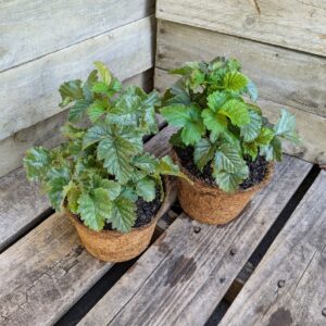 Boysenberry - Rubus ursinus x idaeus 'Boysenberry'