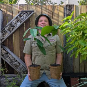 Cacoa Bean - Theobroma cacoa