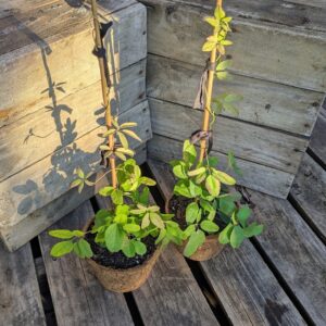 Chocolate Vine - Akebia quinata