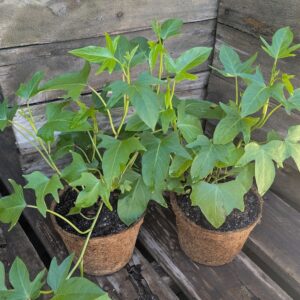 Sweet Potato - Ipomoea batatas 'Hawaiian Sunshine'