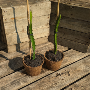 Dragon Fruit 'Baby Cerrado'