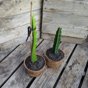 Dragon Fruit 'Bruni'