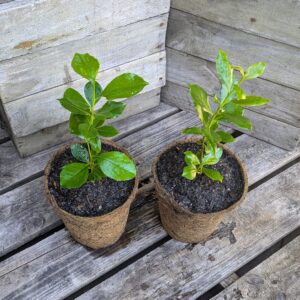 Khat - Catha edulis f. green