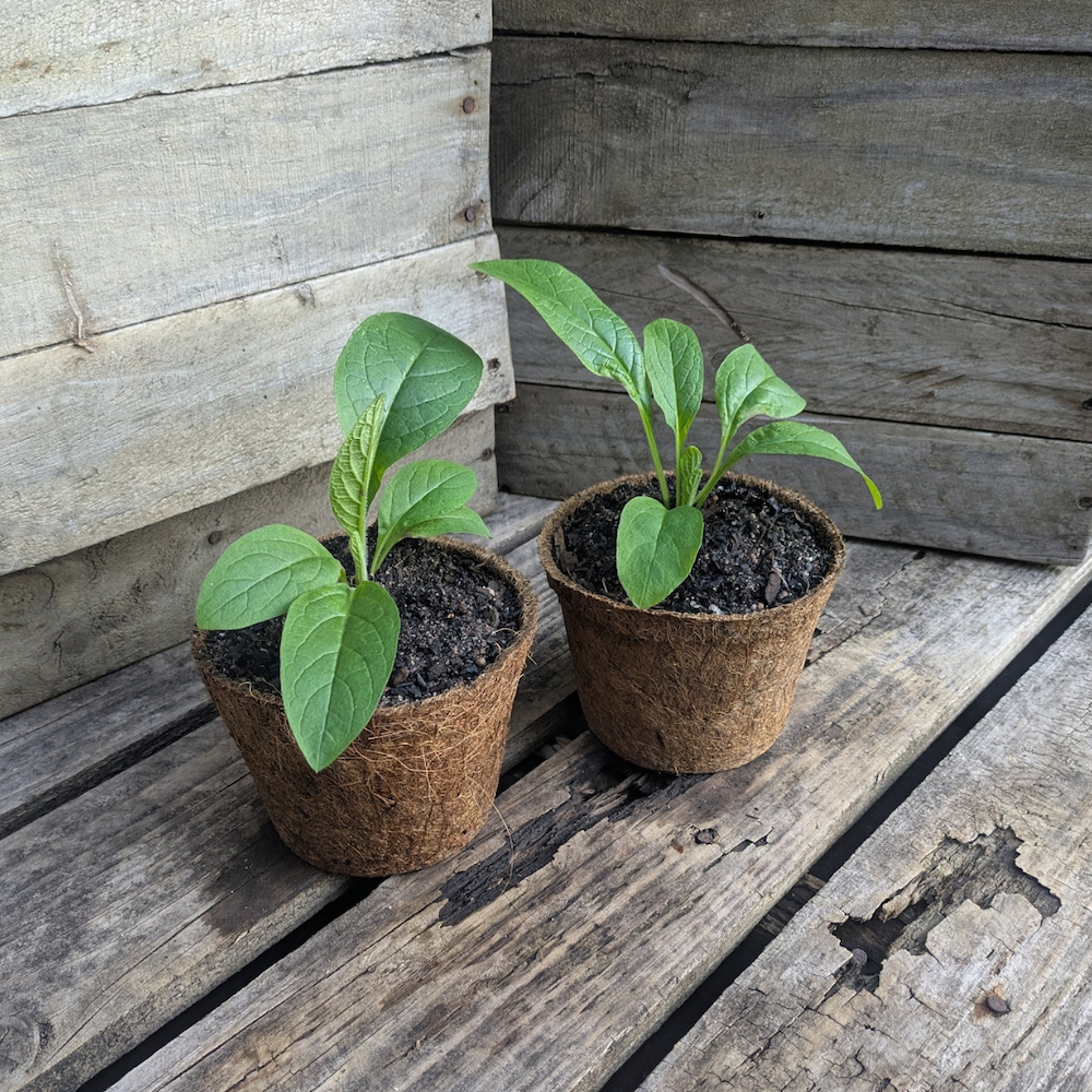 Comfrey