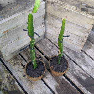 Dragon Fruit 'Jungle Jim'