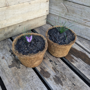 Saffron Crocus - Crocus sativus