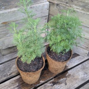 Southernwood - Artemisia abrotanum