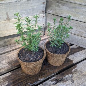 Winter Savory - Satureja montana