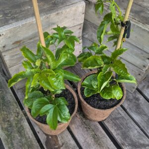 Passionfruit - Passiflora edulis 'Sunshine Special'