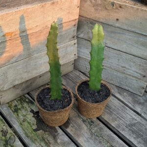 Dragon Fruit 'Yellow 68'