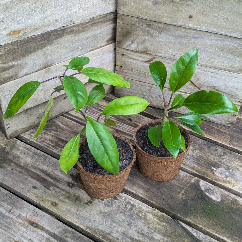Golden Chalice Vine