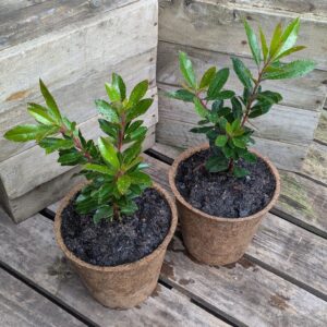 Irish Strawberry Tree - Arbutus unedo