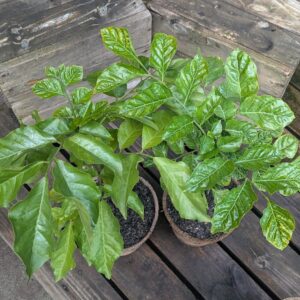 Wampee - Clausena lansium