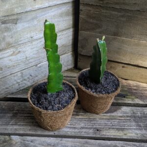 Dragon Fruit 'Maria Rosa'