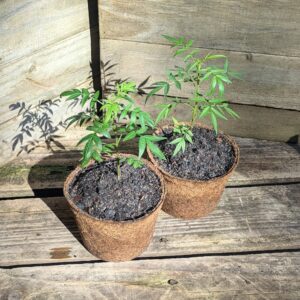 Mexican Marigold - Tagetes lemmonii