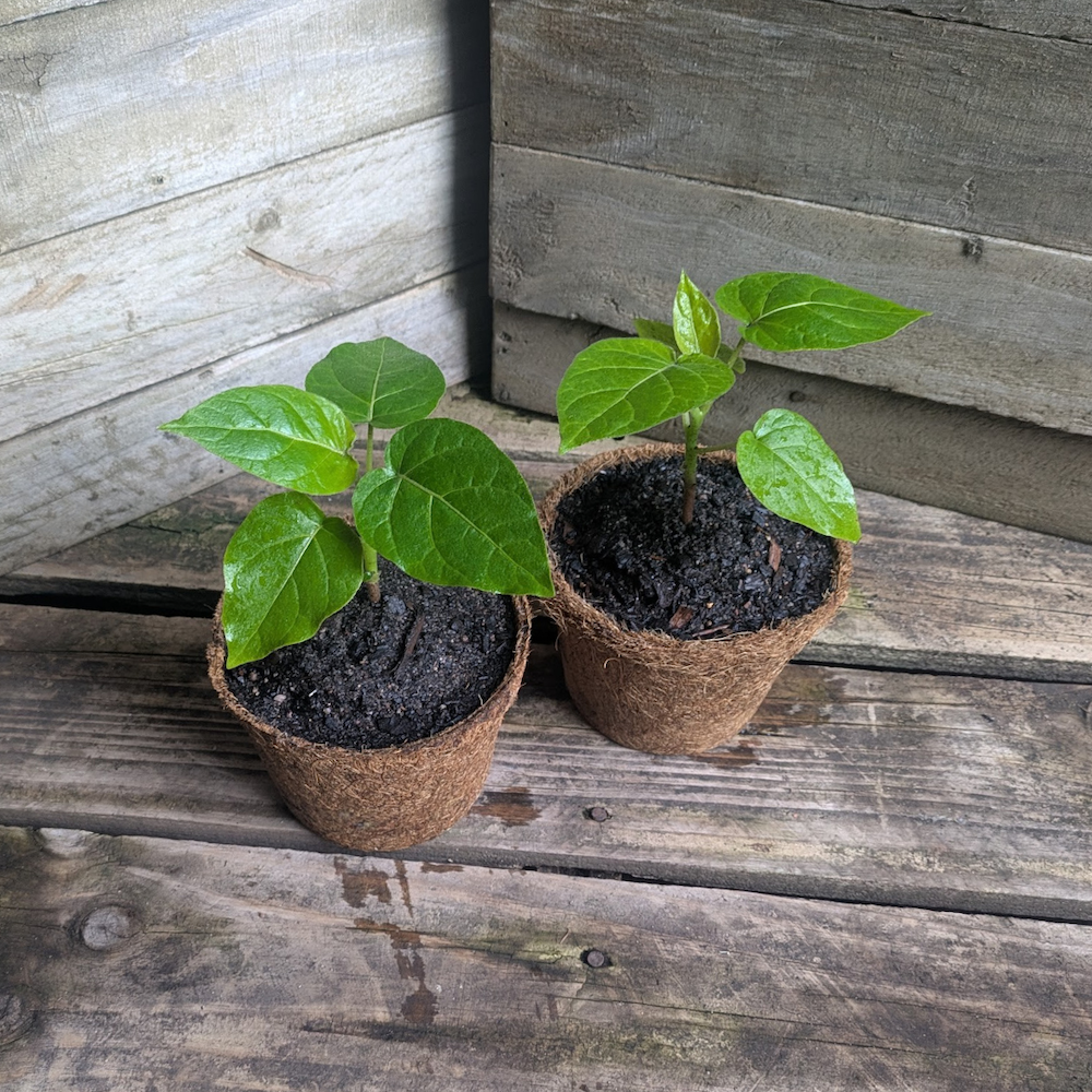 Tamarillo